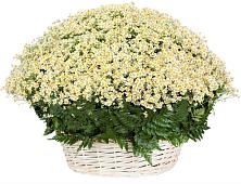 Цветочная композиция из Ромашки в корзине #REPLACE_PRED# Детчино